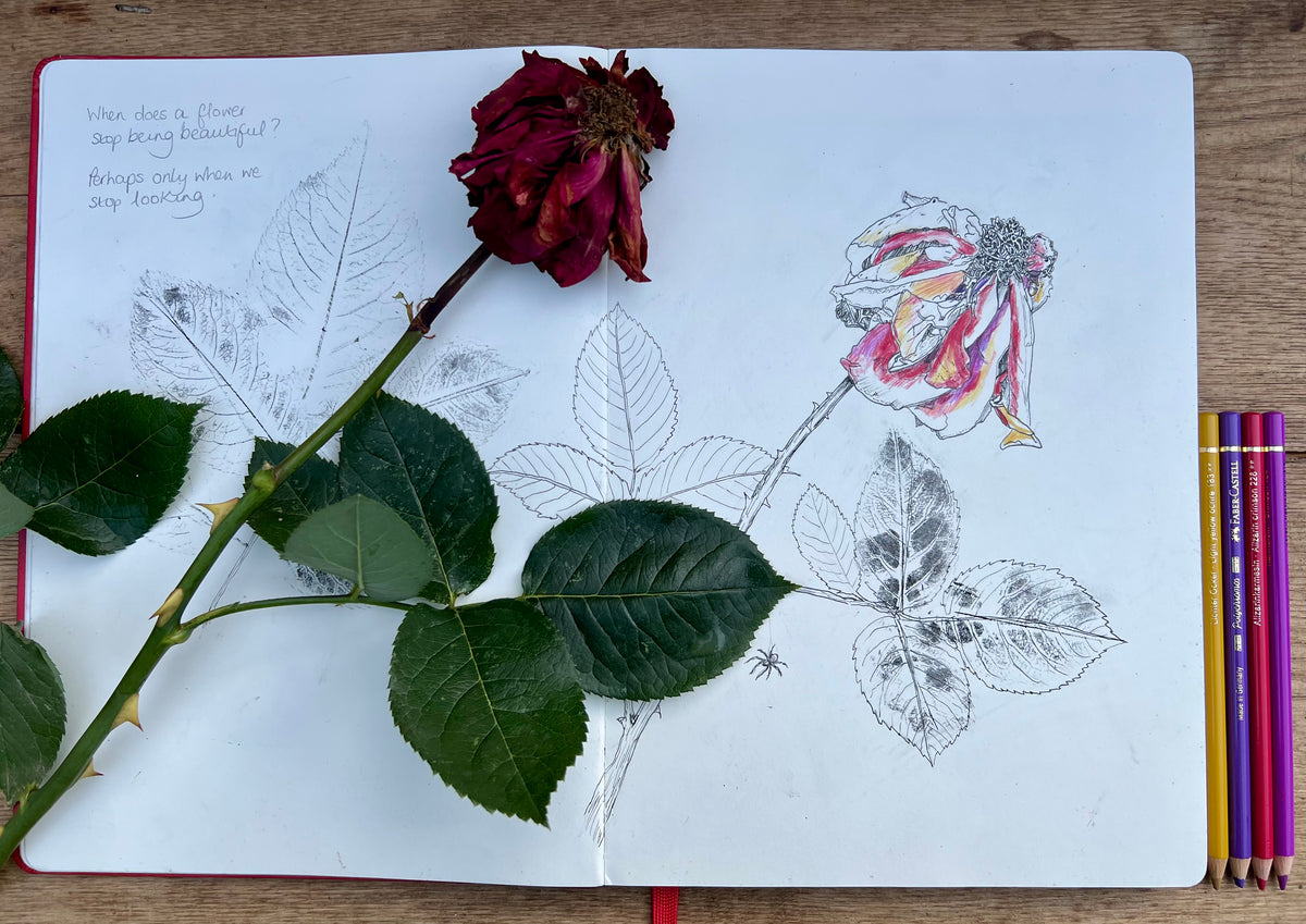 Faded Rose by Jane Maye – A4 Botanical Art Print | Digital Download