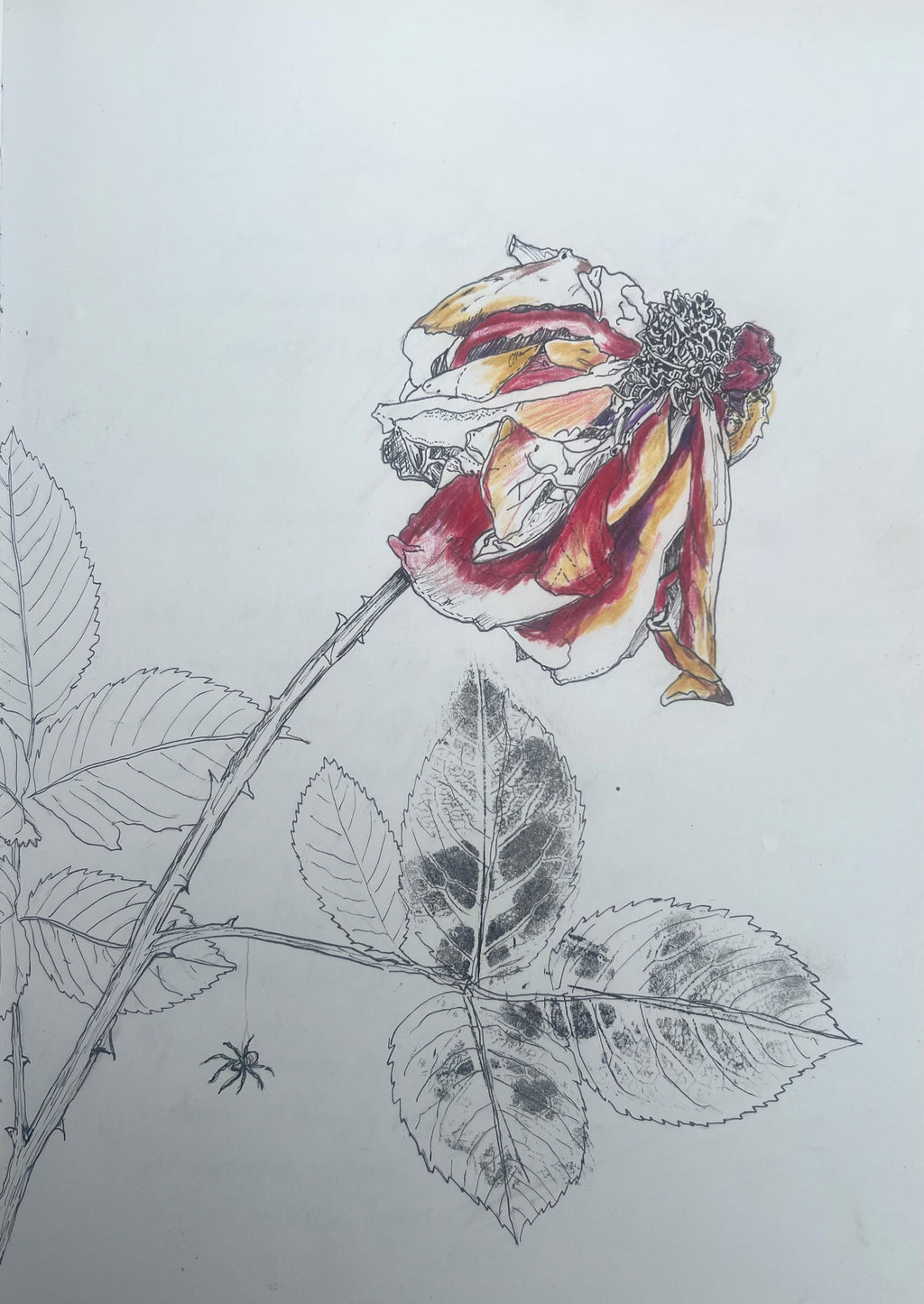 Faded Rose A4 Botanical Fine Art Print by Jane Maye