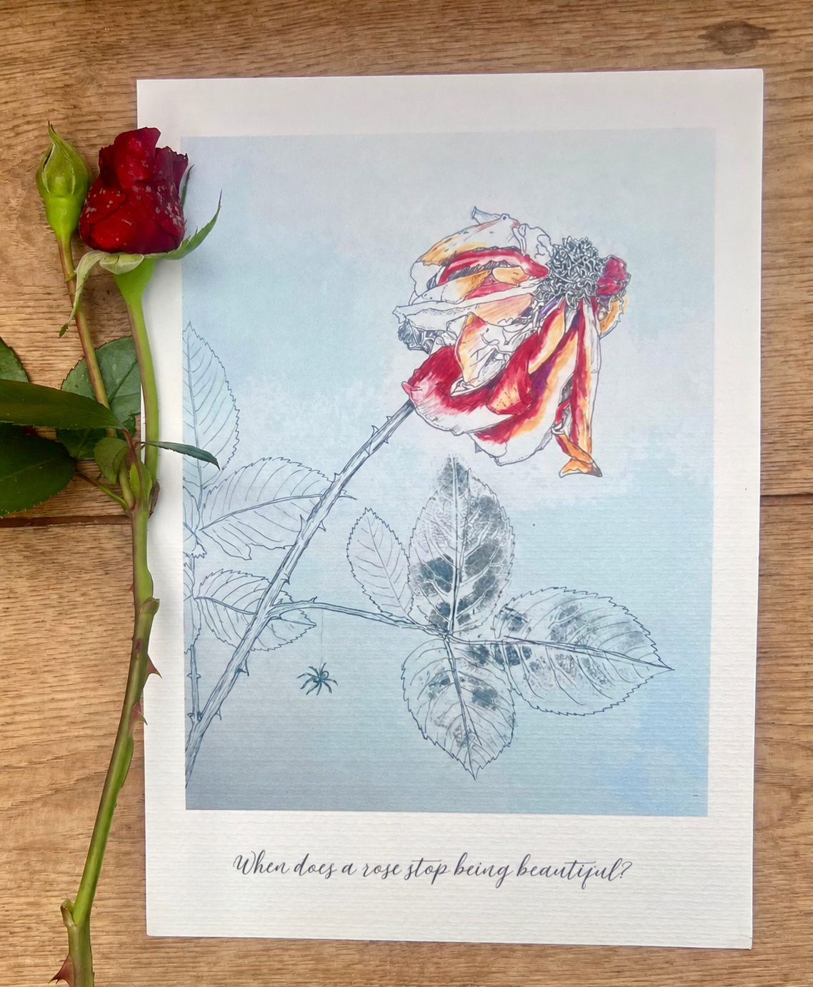 Faded Rose A4 botanical print with a real rose on wood, showing the words When does a rose stop being beautiful?