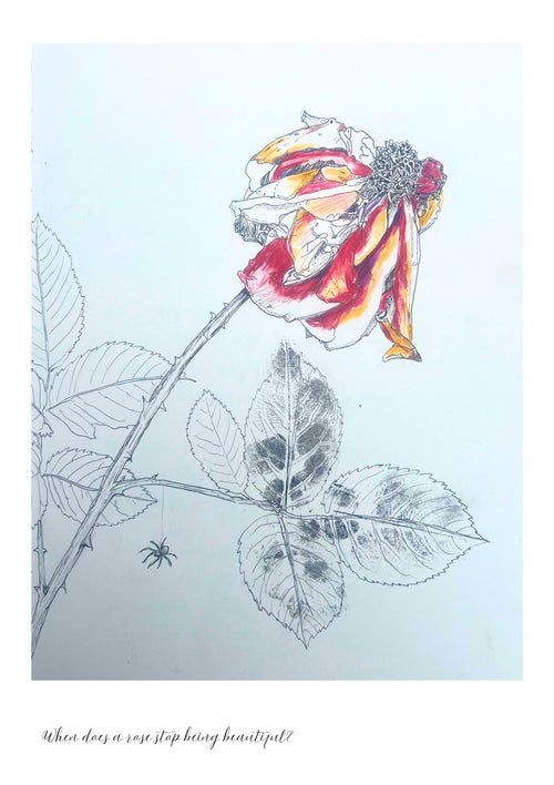 Faded Rose fine art print by Jane Maye
